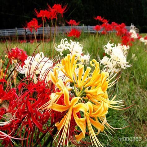 曼陀羅華 曼珠沙華|曼珠沙華(彼岸花（曼珠沙華）):植物介紹,花名起源,生長習性,形態。